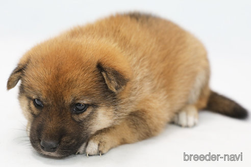 成約済の神奈川県の柴犬-325885